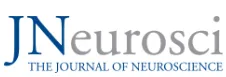 Dedifferentation of motor cortex in healthy ageing